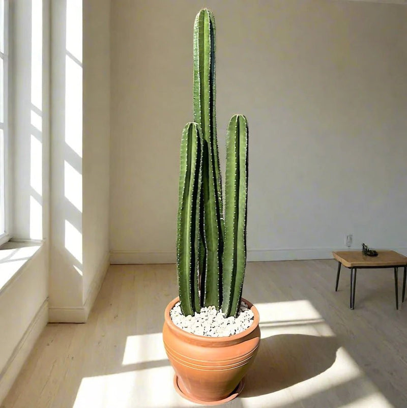 san pedro cactus use Cactus San Pedro