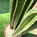Cactus San Pedro (1.0 - 1.4m) - Greensouq - 