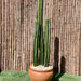 Cactus San Pedro (1.0 - 1.4m) - Greensouq - 