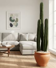 Cactus San Pedro (1.0 - 1.4m) - Greensouq - 