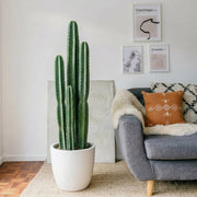Cactus San Pedro (1.0 - 1.4m) | Dubai's Vertical Design Element! - Greensouq - 