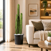 Cactus San Pedro (1.0-1.4m) | Dubai's Vertical Design Element! - Greensouq -