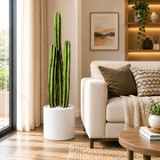 Cactus San Pedro (1.0-1.4m) | Dubai's Vertical Design Element! - Greensouq -