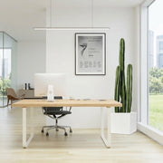 Cactus San Pedro (1.0-1.4m) | Dubai's Vertical Design Element! - Greensouq -