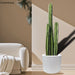 Cactus San Pedro in Fiber Glass Pot (GRP) - Greensouq - 
