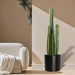 Cactus San Pedro in Fiber Glass Pot (GRP) - Greensouq - 