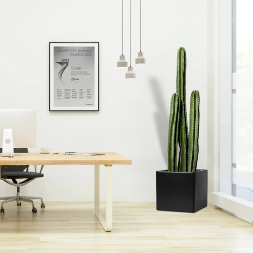 Cactus San Pedro in Grp Pot 40x40 - Greensouq - 
