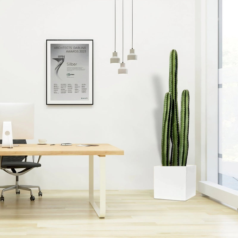 Cactus San Pedro in Grp Pot 40x40 - Greensouq - 