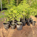 Caesalpinia Pulcherrima "Peacock Flower" 40 - 50cm - Greensouq - 