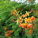 Caesalpinia Pulcherrima "Peacock Flower" 40 - 50cm - Greensouq - 