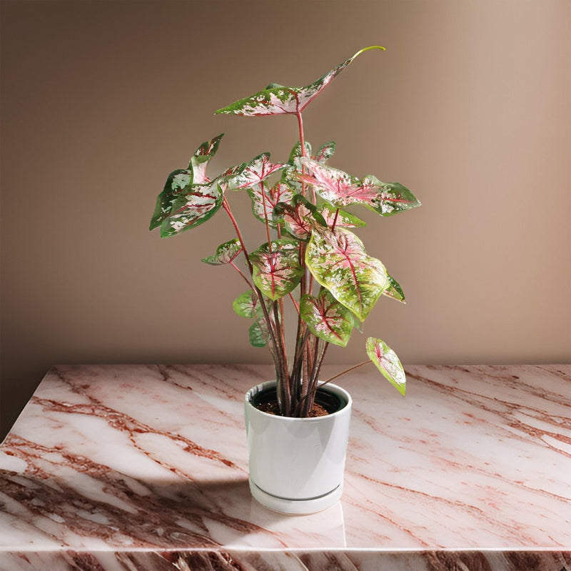Caladiums or Angel Wings "Assorted" Top Quality Indoor Plants" - Greensouq - 