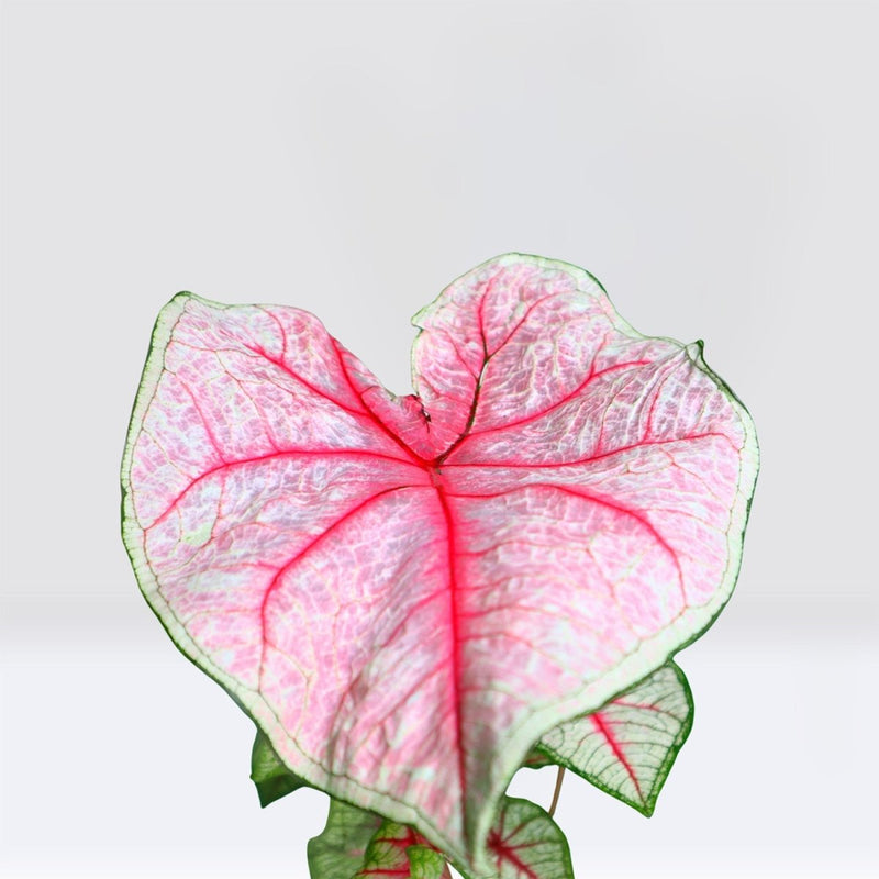 Caladiums or Angel Wings "Assorted" Top Quality Indoor Plants" - Greensouq - 