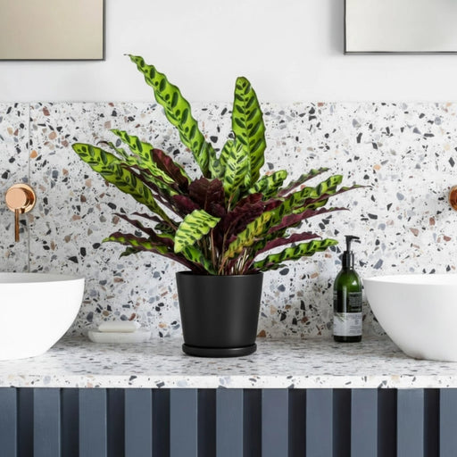 Calathea Lancifolia (Rattlesnake Plant) - 30cm - Greensouq - 