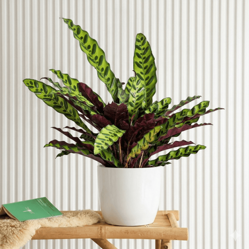 Calathea Lancifolia (Rattlesnake Plant) - 30cm - Greensouq - 
