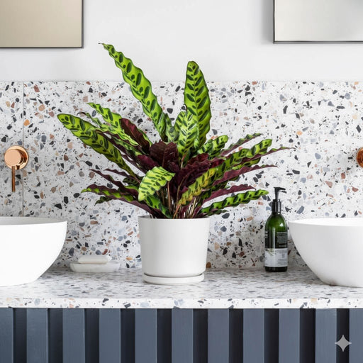 Calathea Lancifolia (Rattlesnake Plant) - 30cm - Greensouq - 