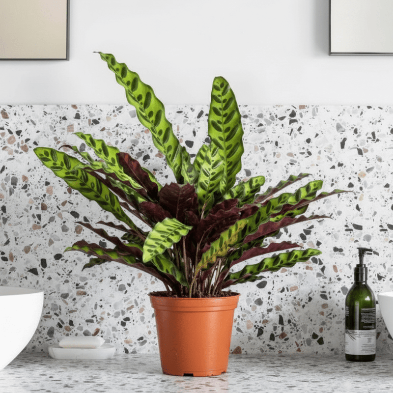 Calathea Lancifolia (Rattlesnake Plant) - 30cm - Greensouq - 