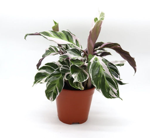 Calathea Leitzei "Fusion White" 25 - 30cm - Greensouq - 