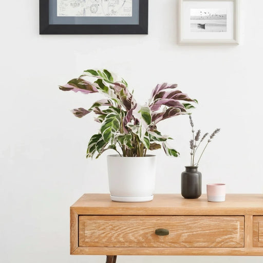Calathea Leitzei "Fusion White" 25 - 30cm - Greensouq - 