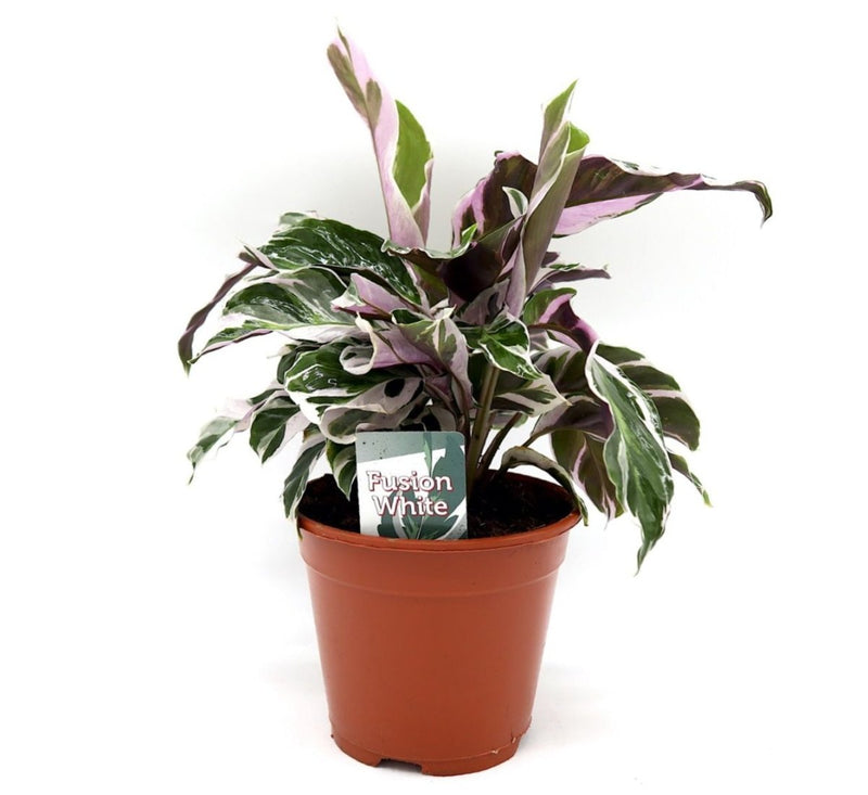 Calathea Leitzei "Fusion White" 25 - 30cm - Greensouq - 