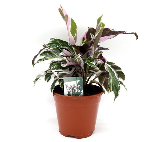 Calathea Leitzei "Fusion White" 25 - 30cm - Greensouq - 