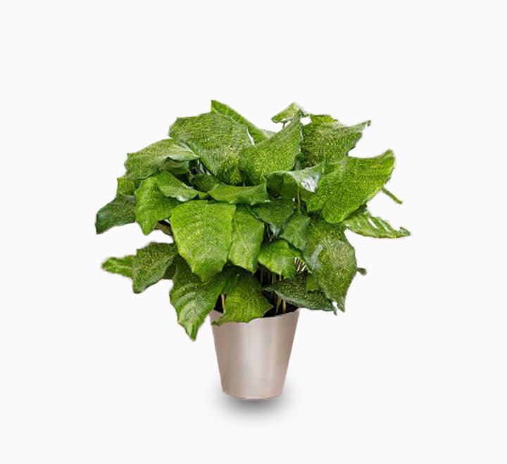 Calathea mosaica “Network” - Greensouq - 