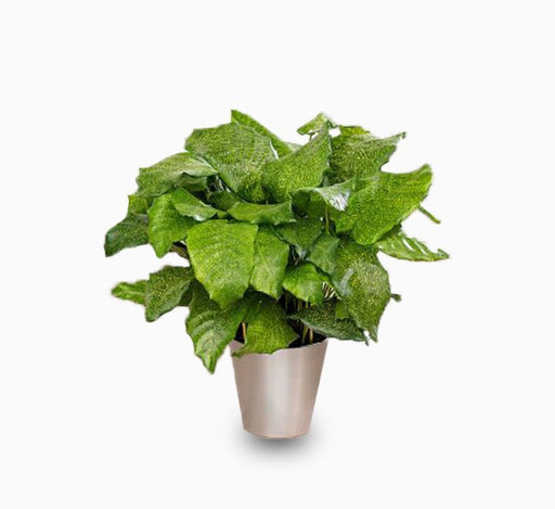 Calathea mosaica “Network” - Greensouq - 