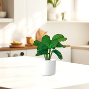 Calathea orbifolia 30 - 40cm - Greensouq - 