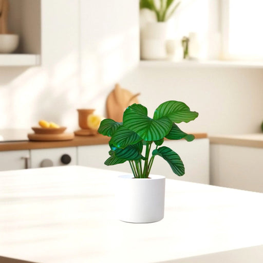 Calathea orbifolia 30 - 40cm - Greensouq - 