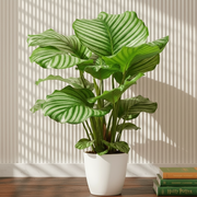 Calathea orbifolia 30 - 40cm - Greensouq - 