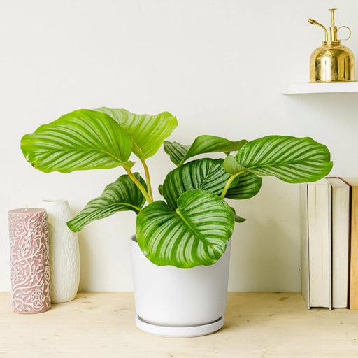 Calathea orbifolia 30 - 40cm - Greensouq - 