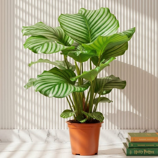 Calathea orbifolia 30 - 40cm - Greensouq - 