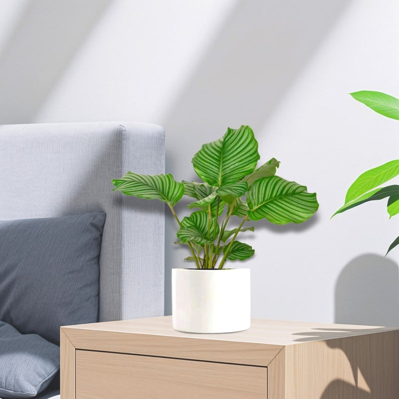 Calathea orbifolia 30 - 40cm - Greensouq - 