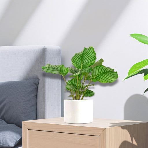 Calathea orbifolia 30 - 40cm - Greensouq - 