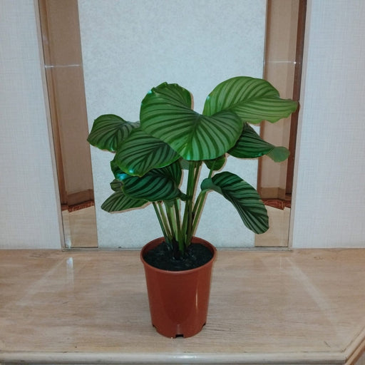 Calathea orbifolia 30 - 40cm - Greensouq - 