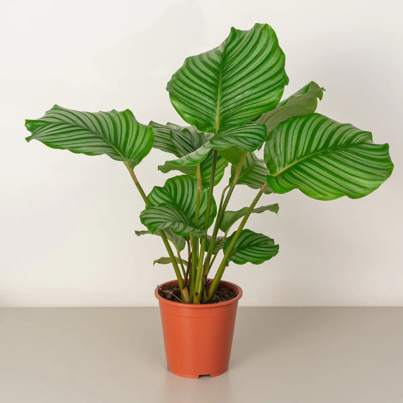Calathea orbifolia 30 - 40cm - Greensouq - 