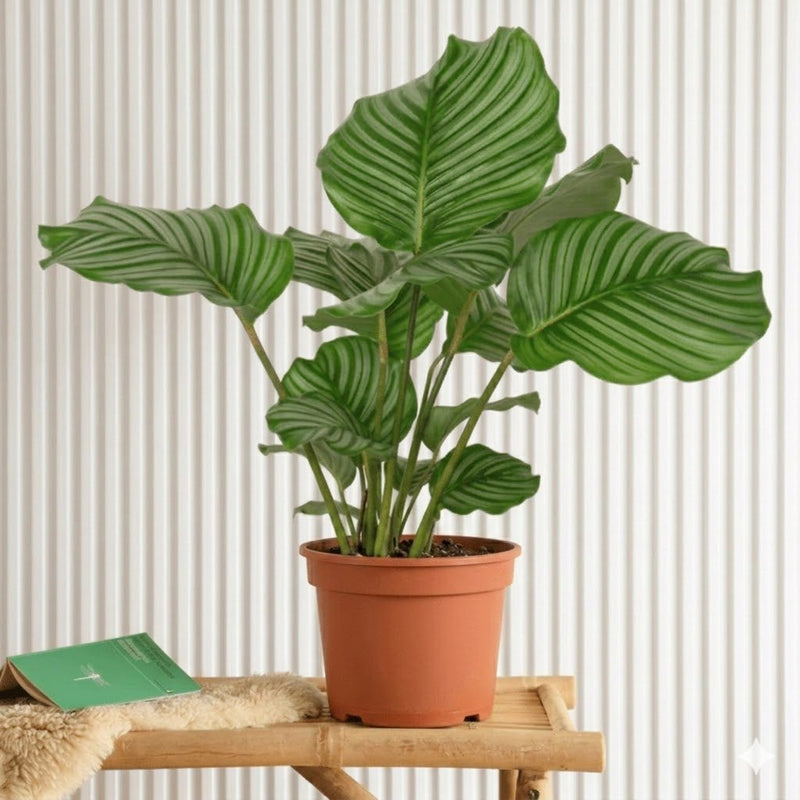 Calathea orbifolia (30 - 40cm) | Dubai's Top Houseplant! - Greensouq - 