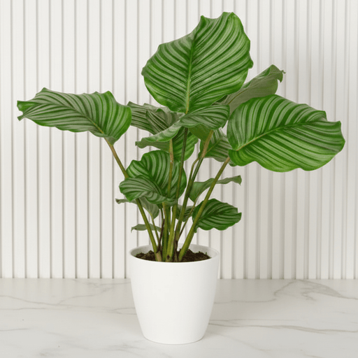 Calathea orbifolia (30 - 40cm) | Dubai's Top Houseplant! - Greensouq - 