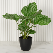 Calathea orbifolia (30 - 40cm) | Dubai's Top Houseplant! - Greensouq - 