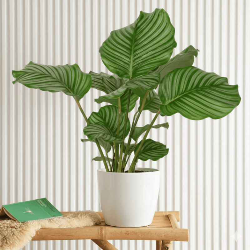 Calathea orbifolia (30 - 40cm) | Dubai's Top Houseplant! - Greensouq - 