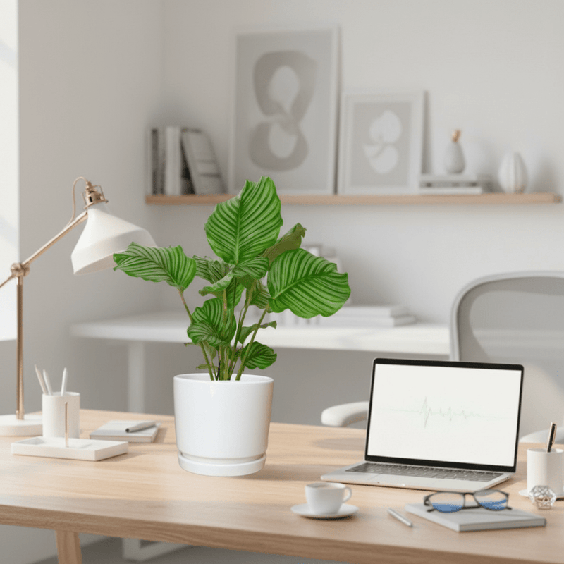 Calathea orbifolia 30 - 40cm in Ceramic Pot - Greensouq - 