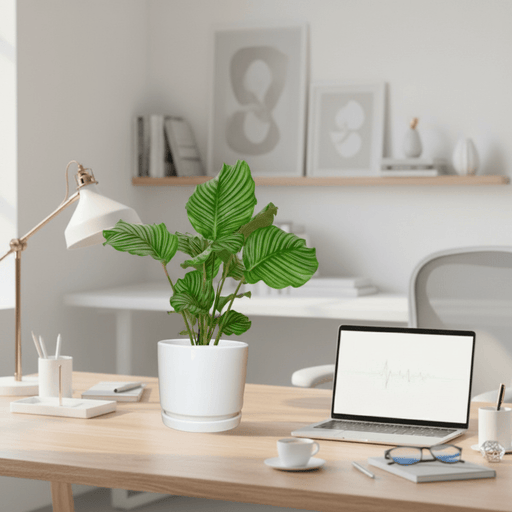 Calathea orbifolia 30 - 40cm in Ceramic Pot - Greensouq - 