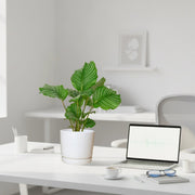 Calathea orbifolia 30 - 40cm in Ceramic Pot - Greensouq - 