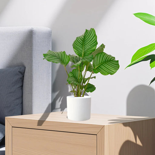 calathea orbifolia2025