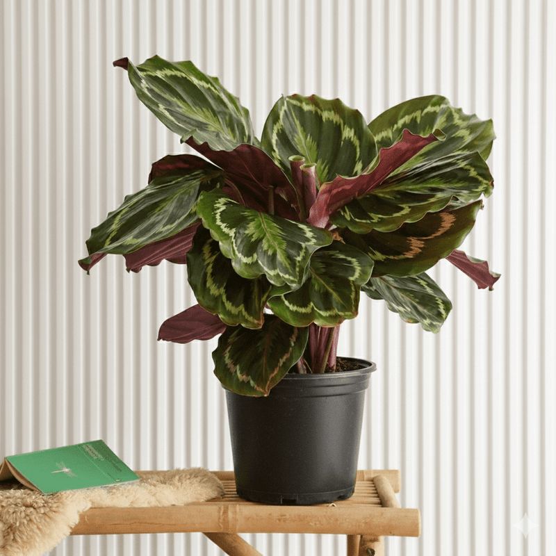 Calathea - Peacock Plant or Zebra Plant | Dubai Top Plants! - Greensouq - 