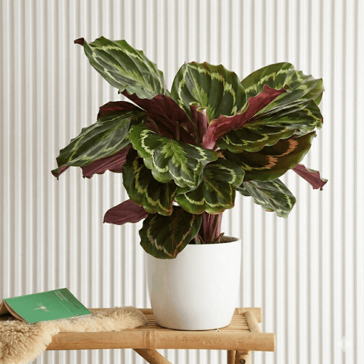 Calathea - Peacock Plant or Zebra Plant | Dubai Top Plants! - Greensouq - 