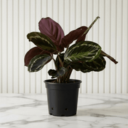 Calathea, Peacock Plant or Zebra Plant نبات زيبر ا - Greensouq - 