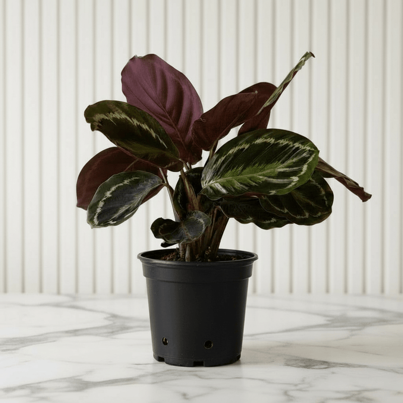 Calathea, Peacock Plant or Zebra Plant نبات زيبر ا - Greensouq - 