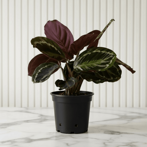 Calathea, Peacock Plant or Zebra Plant نبات زيبر ا - Greensouq - 