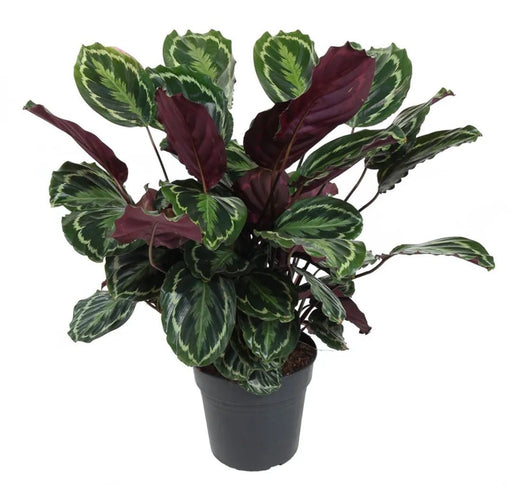 Calathea, Peacock Plant or Zebra Plant نبات زيبر ا - Greensouq - 