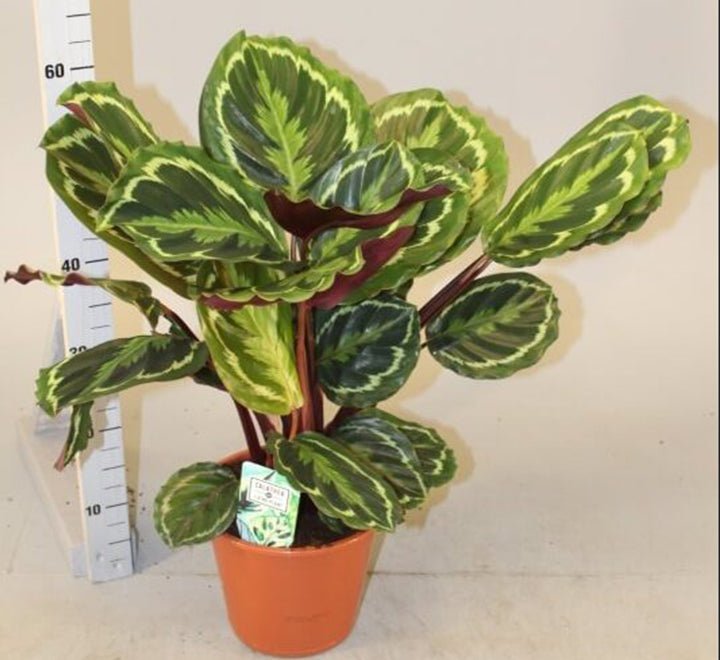 Calathea, Peacock Plant or Zebra Plant نبات زيبر ا - Greensouq - 